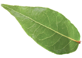 Decoration leaf on left